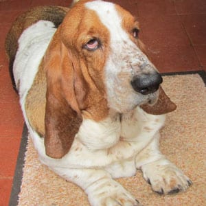 Berties Biscuits