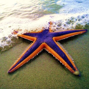 Starfish.help